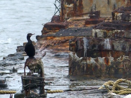 Neotropic Cormorant